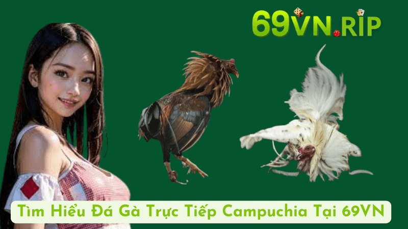 Tìm Hiểu Đá Gà Trực Tiếp Campuchia Tại 69VN