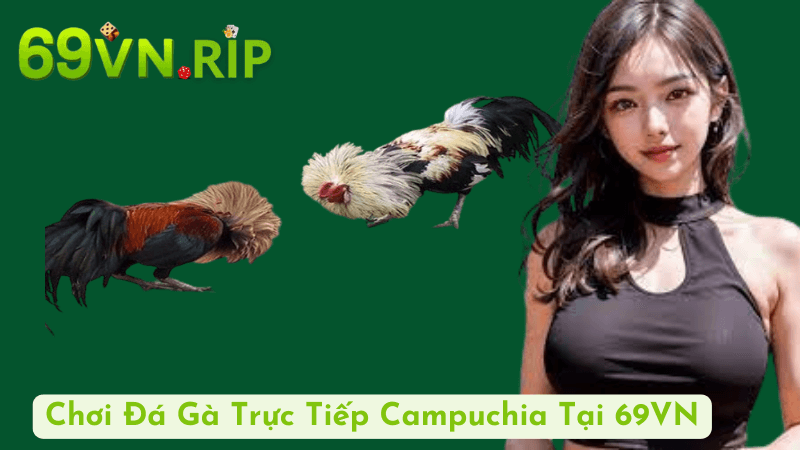 Chơi Đá Gà Trực Tiếp Campuchia Tại 69VN