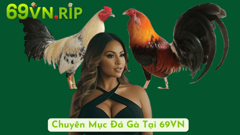 Về Chuyên Mục Đá Gà Tại 69VN